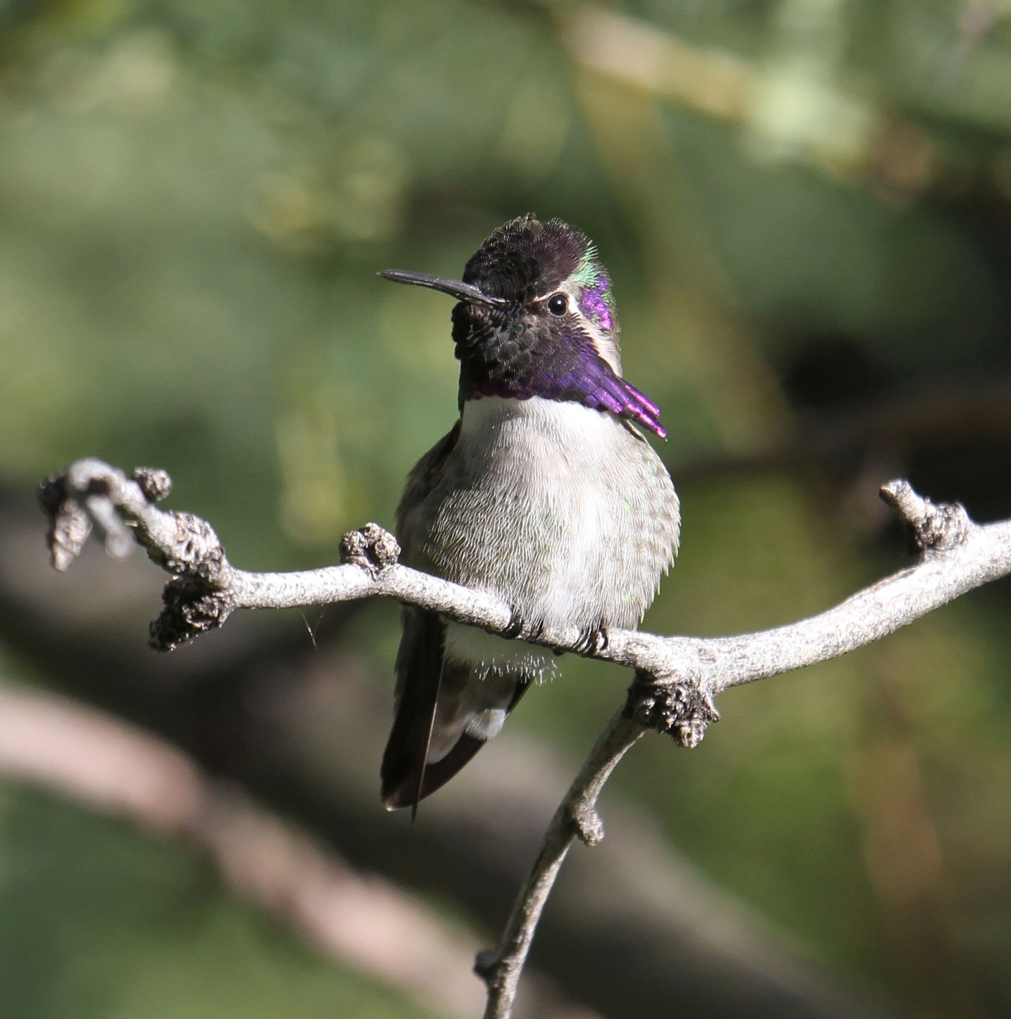 Costa's hummingbird